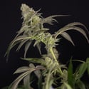 LA Kush Cake (Zamnesia Seeds) femminizzata