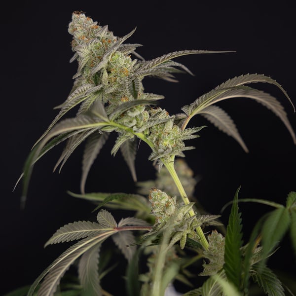 LA Kush Cake (Zamnesia Seeds) femminizzata