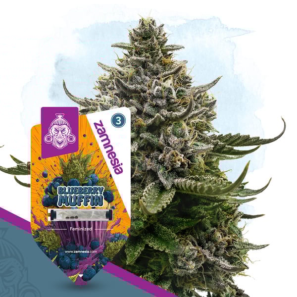 Blueberry Crumble (Zamnesia Seeds) femminizzata