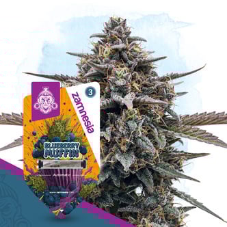Blueberry Crumble Auto (Zamnesia Seeds) femminizzata
