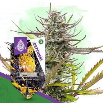 Mimosa (Zamnesia Seeds) femminizzata