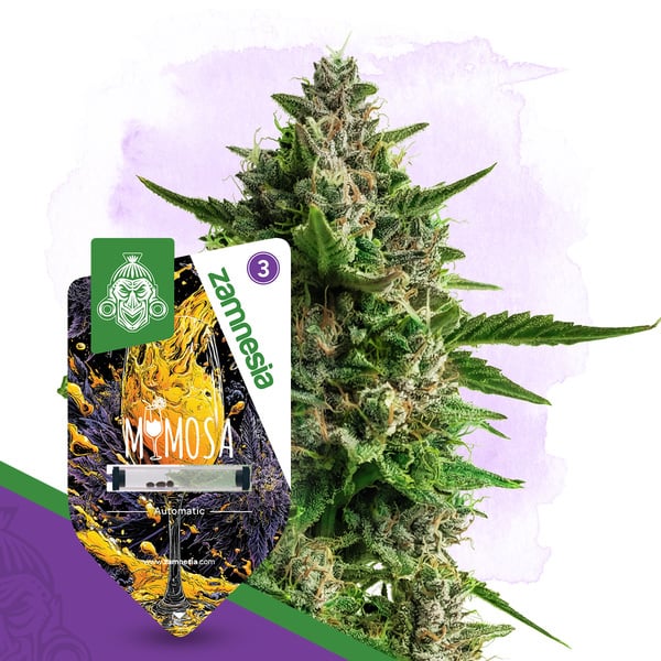 Mimosa Auto (Zamnesia Seeds) femminizzata