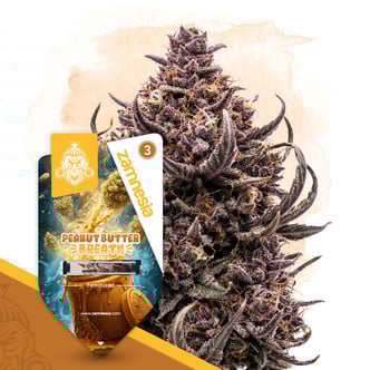 Peanut Butter Breath (Zamnesia Seeds) femminizzata