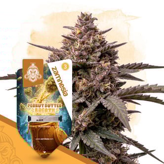 Peanut Butter Breath Auto (Zamnesia Seeds) femminizzata
