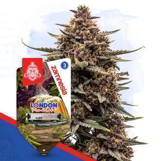 London Pound Cake (Zamnesia Seeds) femminizzata