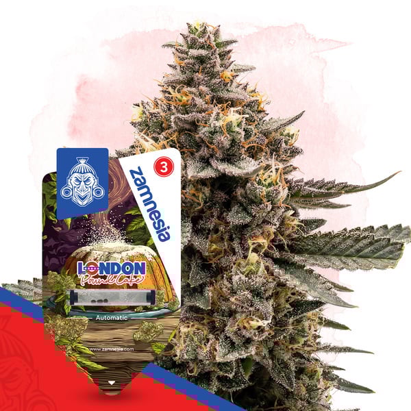 London Pound Cake Auto (Zamnesia Seeds) Femminilizzata