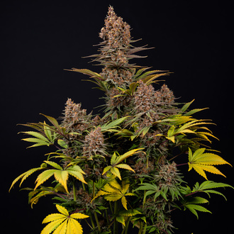 Black Runtz (Zamnesia Seeds) femminizzata