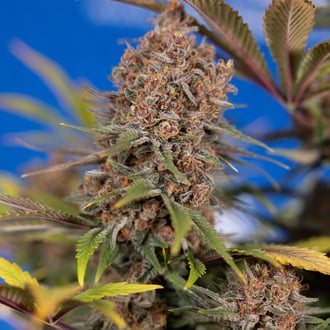 Black Runtz (Zamnesia Seeds) femminizzata