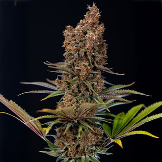 Black Runtz (Zamnesia Seeds) femminizzata
