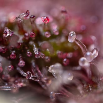 Black Runtz (Zamnesia Seeds) femminizzata