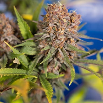 Black Runtz (Zamnesia Seeds) femminizzata