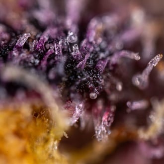 Black Runtz (Zamnesia Seeds) femminizzata