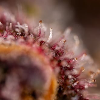 Black Runtz (Zamnesia Seeds) femminizzata