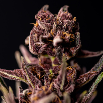Purple Urkle (Zamnesia Seeds) femminizzata