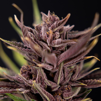 Purple Urkle (Zamnesia Seeds) femminizzata