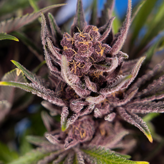 Purple Urkle (Zamnesia Seeds) femminizzata