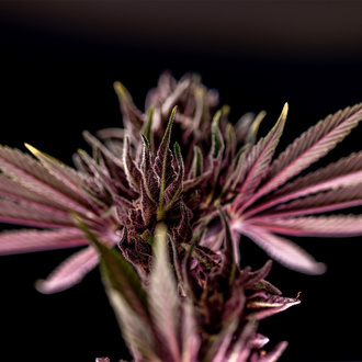 Purple Urkle (Zamnesia Seeds) femminizzata