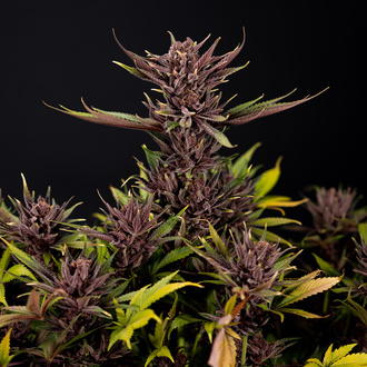 Purple Urkle (Zamnesia Seeds) femminizzata