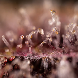 Purple Urkle (Zamnesia Seeds) femminizzata