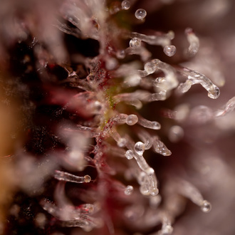 Purple Urkle (Zamnesia Seeds) femminizzata