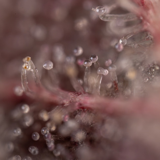 Purple Urkle (Zamnesia Seeds) femminizzata