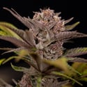 Slurricane (Zamnesia Seeds) femminizzata