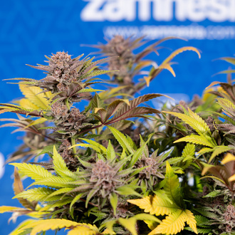 Slurricane (Zamnesia Seeds) femminizzata