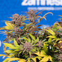 Slurricane (Zamnesia Seeds) femminizzata