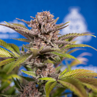 Slurricane (Zamnesia Seeds) femminizzata