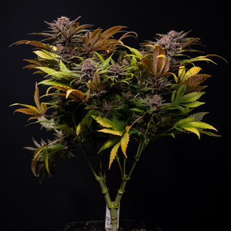 Slurricane (Zamnesia Seeds) femminizzata