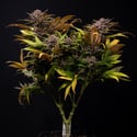 Slurricane (Zamnesia Seeds) femminizzata