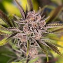Slurricane (Zamnesia Seeds) femminizzata