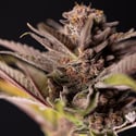 Slurricane (Zamnesia Seeds) femminizzata