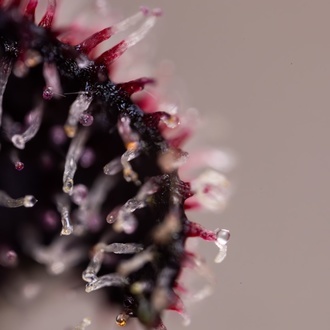 Slurricane (Zamnesia Seeds) femminizzata