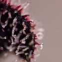 Slurricane (Zamnesia Seeds) femminizzata