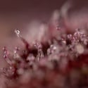 Slurricane (Zamnesia Seeds) femminizzata