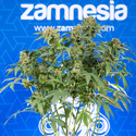 White Truffle (Zamnesia Seeds) femminizzata