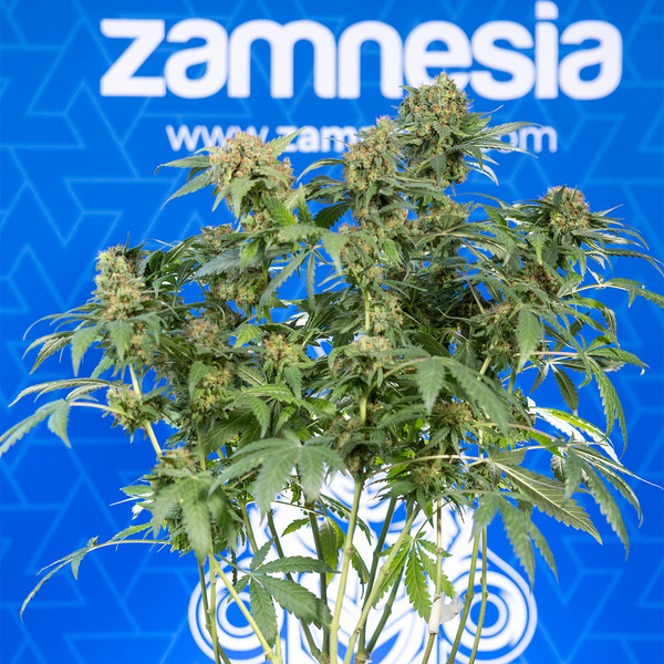 White Truffle (Zamnesia Seeds) femminizzata