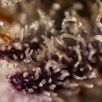 Black Diamond (Zamnesia Seeds) femminizzata