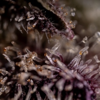 Black Diamond (Zamnesia Seeds) femminizzata