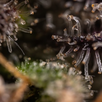 Black Diamond (Zamnesia Seeds) femminizzata