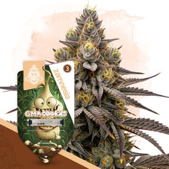 GMO Cookies (Zamnesia Seeds) femminizzata