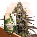 GMO Cookies (Zamnesia Seeds) femminizzata