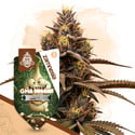 GMO Cookies Auto (Zamnesia Seeds) femminizzata