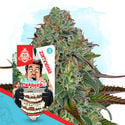Wedding Crasher Automatic (Zamnesia Seeds) femminizzata