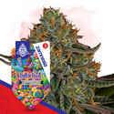 Dutch Treat (Zamnesia Seeds) femminizzata