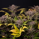 Rainbow Sherbet Automatic (Zamnesia Seeds) femminizzata