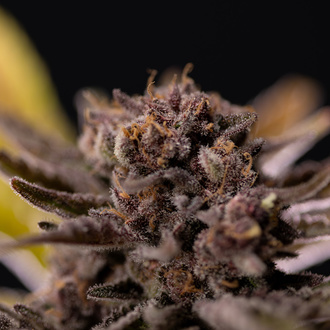 Rainbow Sherbet Auto (Zamnesia Seeds) femminizzata