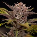 Rainbow Sherbet Automatic (Zamnesia Seeds) femminizzata