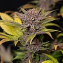 Rainbow Sherbet Automatic (Zamnesia Seeds) femminizzata